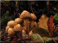 Sparriger Schppling - Pholiota squarrosa