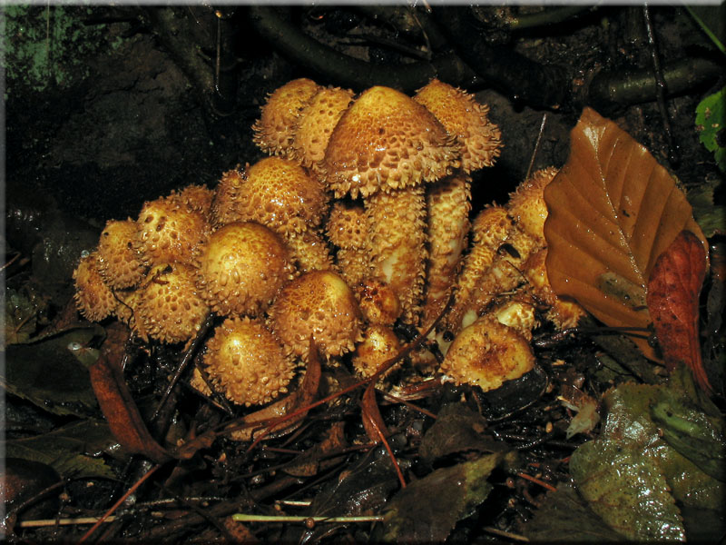 Sparriger Schppling - Pholiota squarrosa