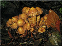 Sparriger Schppling - Pholiota squarrosa