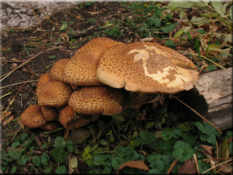 Sparriger Schppling - Pholiota squarrosa