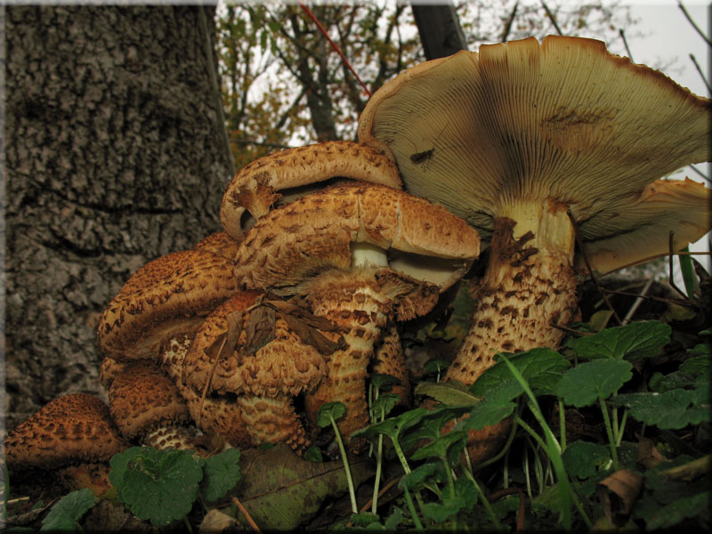 Sparriger Schppling - Pholiota squarrosa