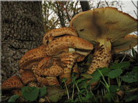 Sparriger Schüppling - Pholiota squarrosa