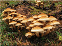 Sparriger Schüppling - Pholiota squarrosa