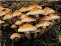 Sparriger Schüppling - Pholiota squarrosa