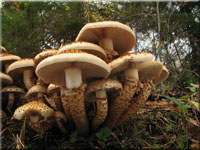 Sparriger Schüppling - Pholiota squarrosa