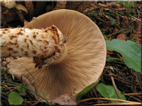 Sparriger Schüppling - Pholiota squarrosa