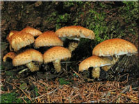 Sparriger Schüppling - Pholiota squarrosa