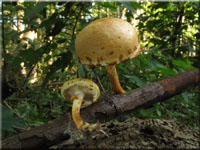 Rötender Schüppling - Pholiota tuberculosa