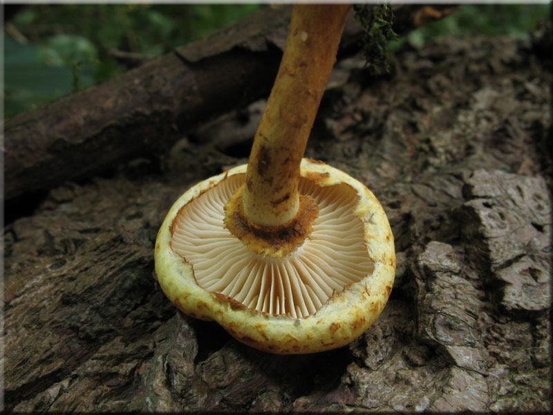 Rtender Schppling - Pholiota tuberculosa