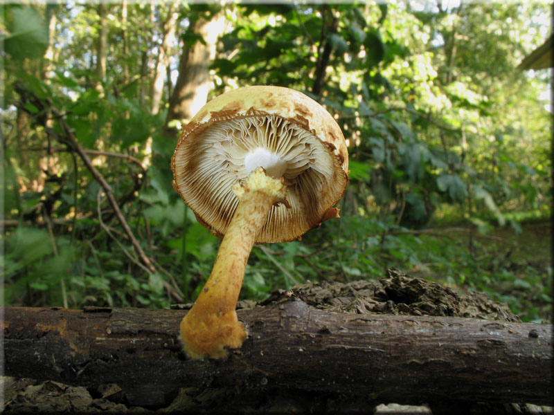 Rtender Schppling - Pholiota tuberculosa