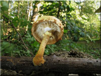 Rtender Schppling - Pholiota tuberculosa