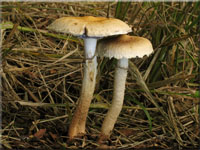 Schuppiger Klebkopf - Psilocybe squamosa