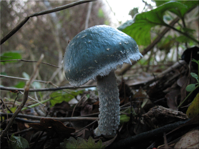 Grnspan-Truschling - Stropharia aeruginosa