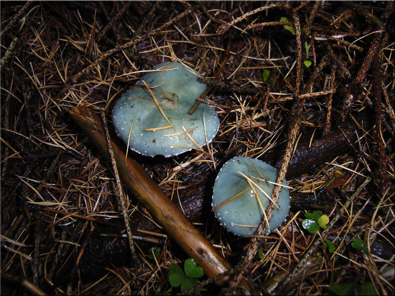 Grnspan-Truschling - Stropharia aeruginosa