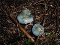 Grnspan-Truschling - Stropharia aeruginosa