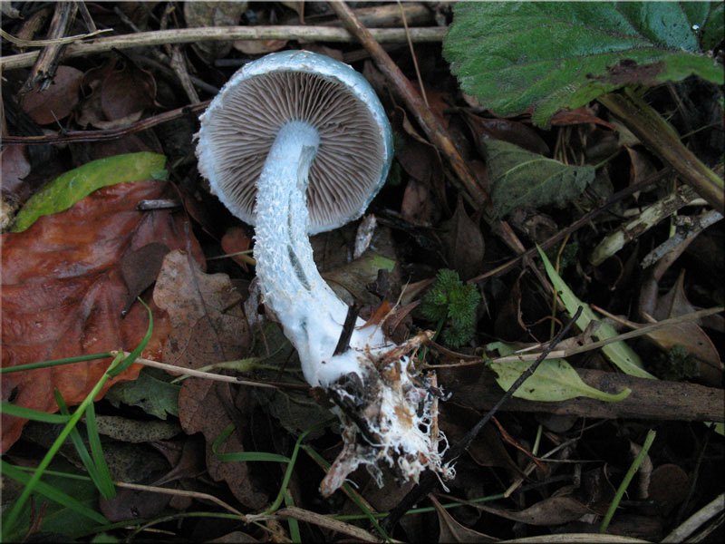 Grnspan-Truschling - Stropharia aeruginosa