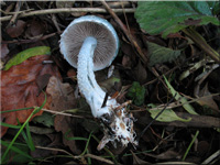 Grnspan-Truschling - Stropharia aeruginosa