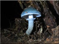 Grnspan-Truschling - Stropharia aeruginosa