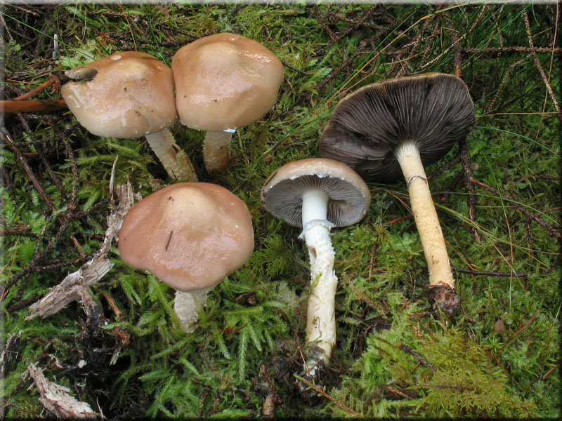 ppiger Truschling - Stropharia hornemannii