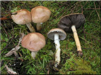 ppiger Truschling - Stropharia hornemannii 