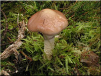 ppiger Truschling - Stropharia hornemannii 