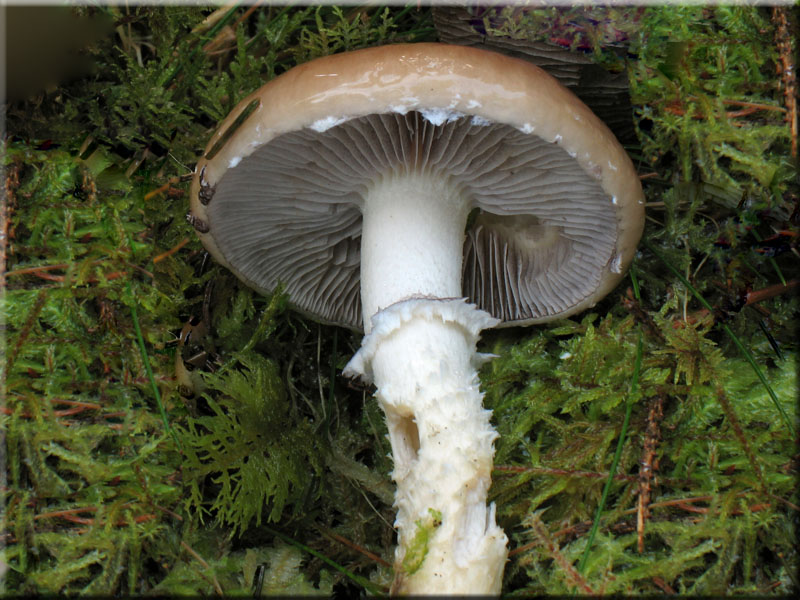 ppiger Truschling - Stropharia hornemannii