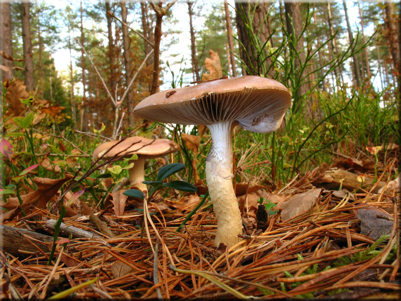 ppiger Truschling - Stropharia hornemannii