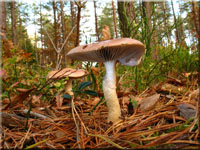 Üppiger Träuschling - Stropharia hornemannii 