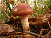 ppiger Truschling - Stropharia hornemannii 