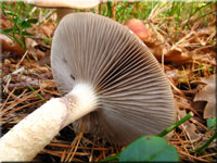 ppiger Truschling - Stropharia hornemannii 