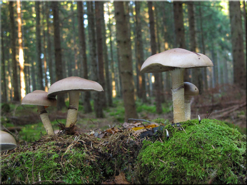 ppiger Truschling - Stropharia hornemannii