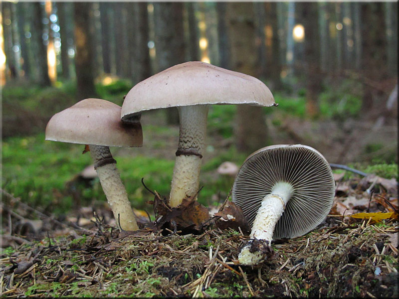 ppiger Truschling - Stropharia hornemannii