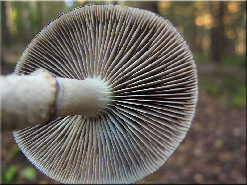 ppiger Truschling - Stropharia hornemannii