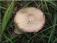 Rotbrauner Riesen-Truschling - Stropharia rugosoannulata 