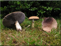 Rotbrauner Riesen-Truschling - Stropharia rugosoannulata 