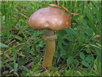 Rotbrauner Riesen-Truschling - Stropharia rugosoannulata 