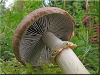 Rotbrauner Riesen-Truschling - Stropharia rugosoannulata 