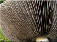Rotbrauner Riesen-Truschling - Stropharia rugosoannulata 