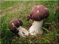 Rotbrauner Riesen-Träuschling - Stropharia rugosoannulata 