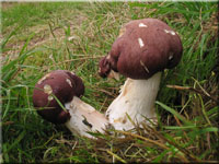 Rotbrauner Riesen-Truschling - Stropharia rugosoannulata 