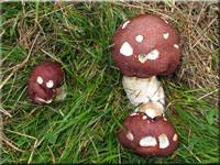 Rotbrauner Riesen-Truschling - Stropharia rugosoannulata 