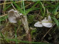 Blasser Adermoosling - Arrhenia retiruga