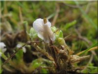 Blasser Adermoosling - Arrhenia retiruga
