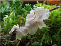 Blasser Adermoosling - Arrhenia retiruga