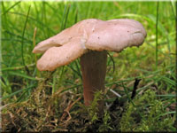 Fleischrosa Schnkopf - Calocybe carnea 