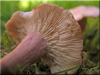 Fleischrosa Schnkopf - Calocybe carnea 