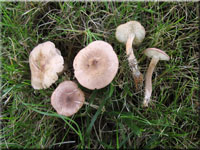 Fleischrosa Schnkopf - Calocybe carnea 