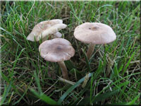 Fleischrosa Schnkopf - Calocybe carnea 