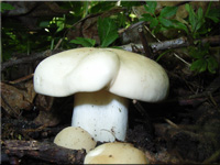 Maipilz - Calocybe gambosa