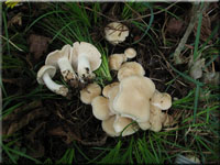 Maipilz - Calocybe gambosa